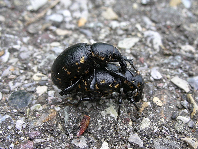 Liparus glabrirostris in Val Trompia (Brescia)